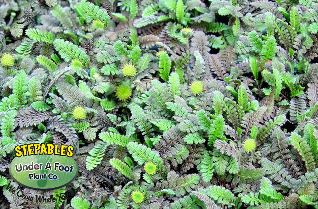 Leptinella squalida New Zealand Brass Buttons